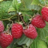 Zvono sorte maline: fotografija i opis